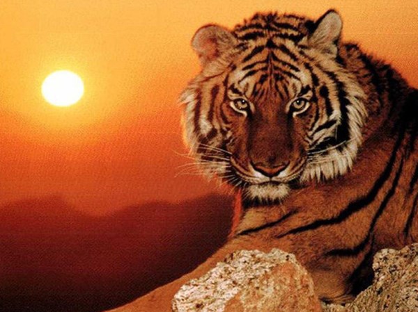 Con số may mắn hôm nay 18/3/2026 thứ 4 của 12 con giáp