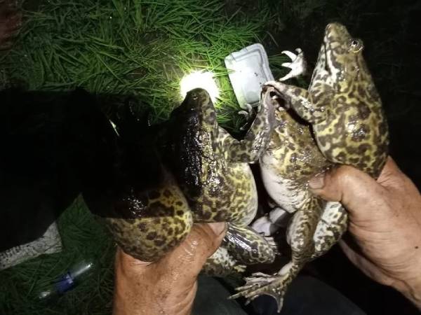 Chiêm bao thấy bắt được đàn ếch