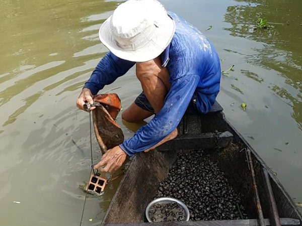 Nằm mơ thấy bắt ốc là điềm gì, báo mộng tốt hay xấu?