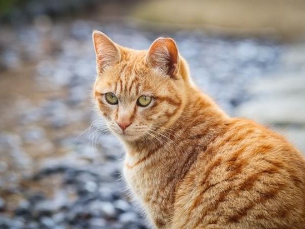 Luận giải tử vi con số tài lộc ngày 3/4 theo từng tuổi Mão