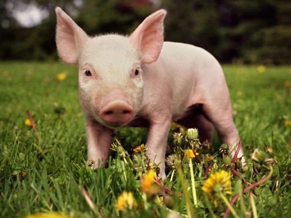 Con số may mắn hôm nay 9/4/2026 thứ 5 tuổi Hợi