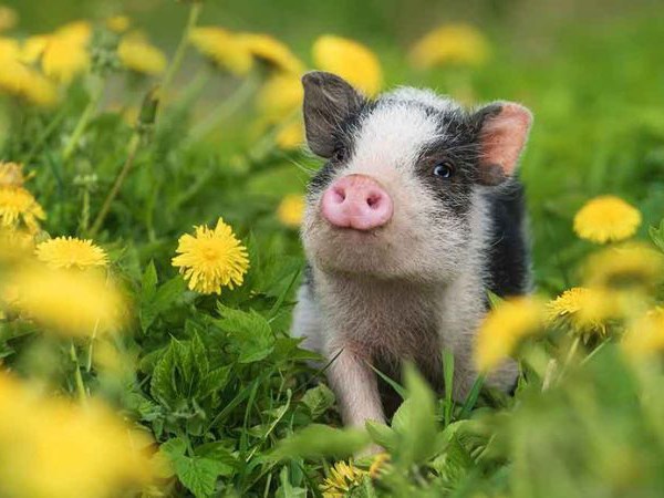 Con số may mắn hôm nay 9/4/2026 thứ 5 tuổi Hợi